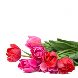 Tulpen zum Frauentag
